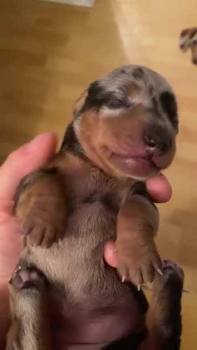 1 week old puppy yawning
