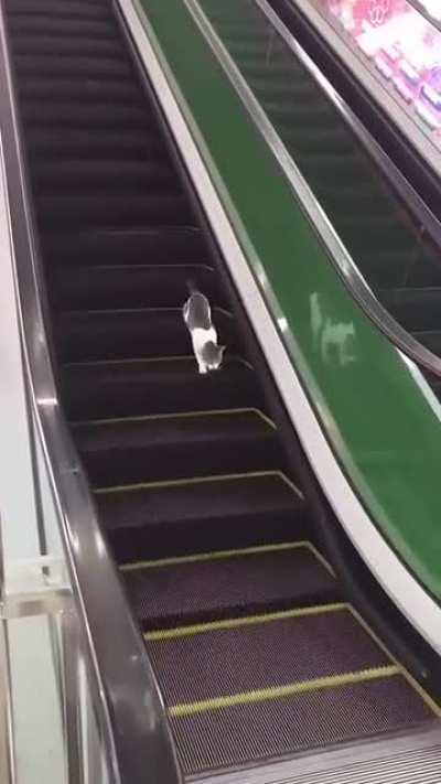 cat.exe stopped working