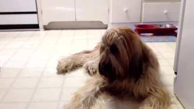 Confused identity birb.