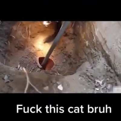 Fuck this cat bruh