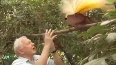 ð¥ encounter between bird of paradise and David Attenborough