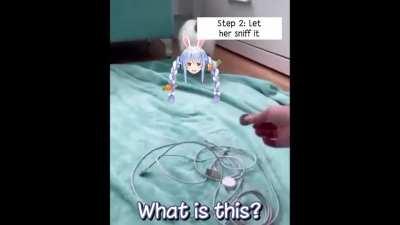 How to teach your rabbit some manner