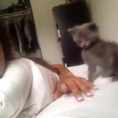 absolutely barbaric animal attack - no survivors