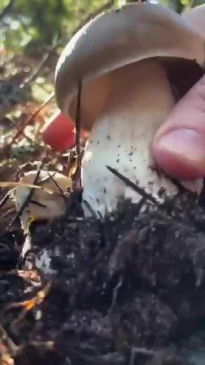 Mushroom picking