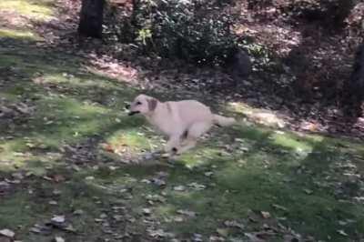 Precious angel jumping into leaf piles