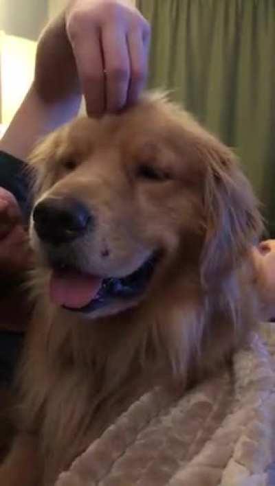 Head scritches =Instant golden smiles