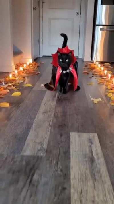 The classiest cat costume you will see all year.