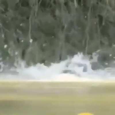 A crocodile for lunch!?