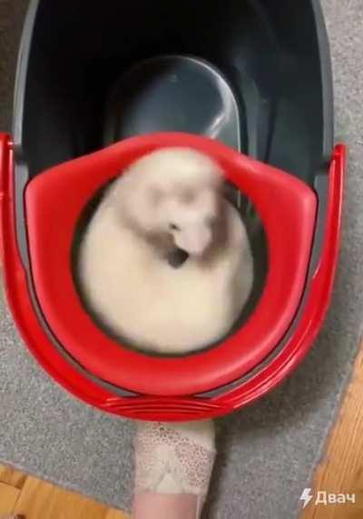 PoOr WeAsEL GeTs SuCkEd iNtO a TuRbInE!!1!