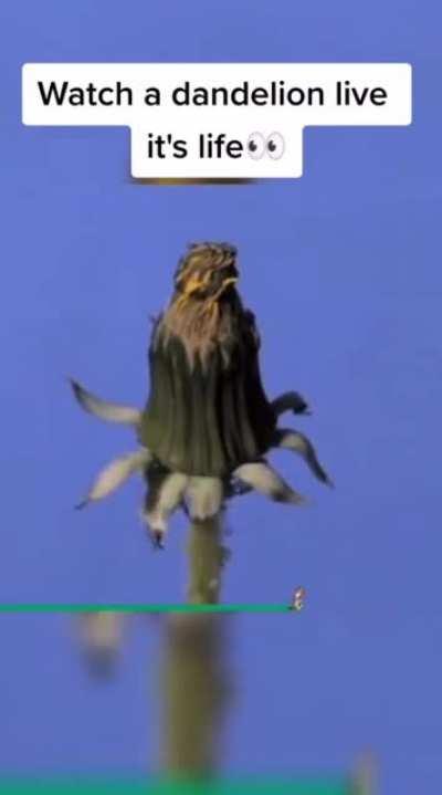 Watch a dandelion live it&rsquo;s life