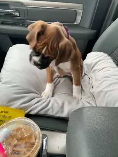 The ice in the coffee is really strange. Say hello to our new girl Barley.