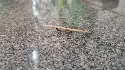 Leave my toothpick alone fuck