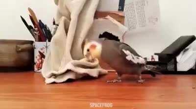 MusicalBirbs