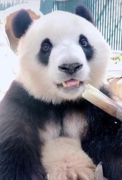 Panda eating Bamboo