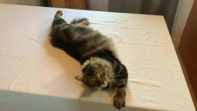 So much cuddle rolling