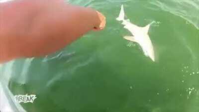 Goliath grouper eats shark whole