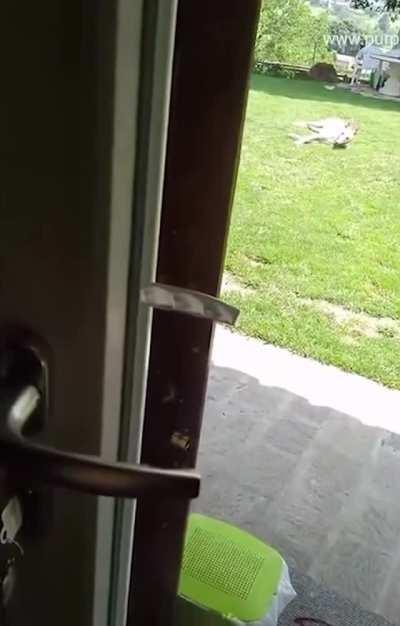 Chicken gets locked out of their house and has to let themself in while their parent just stands and watches