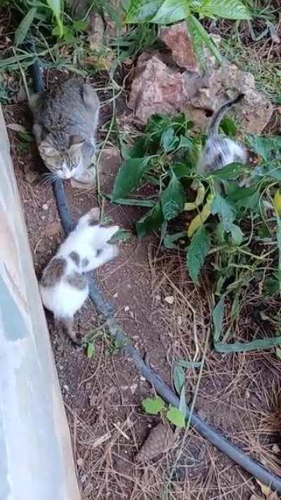 Smol gang destroying my peppers!