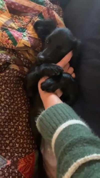 This is Leia. She hugs your hand tightly when you scratch her chest. I would die for her and those hugs.