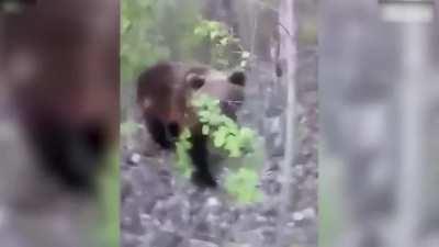 Guy Kicks Bear From Behind, Immediately Regrets It