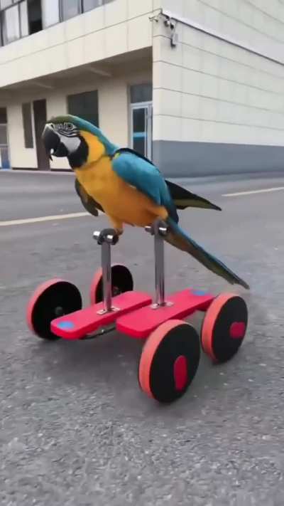 Parrot Wheels