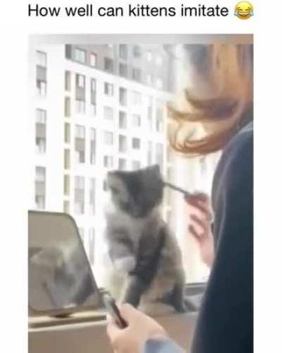 Cats immitating humans. 