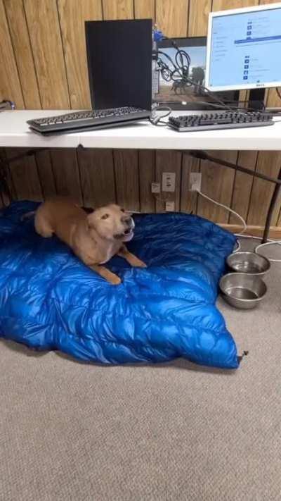 These are my top 3 favorite behaviors from my rescued fighting dog Scooby