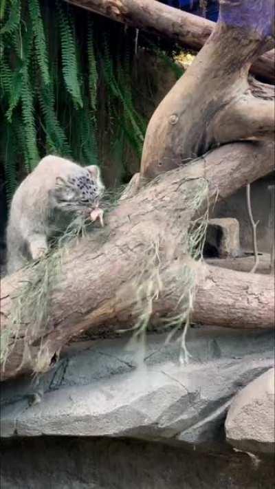 Pallas Cat feeding time