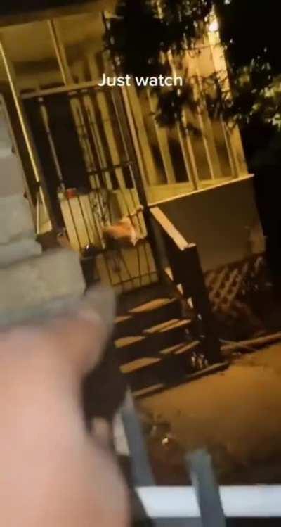 Meeting the Neighbor's Dogs