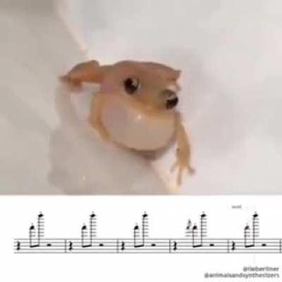 Very Talented Frog