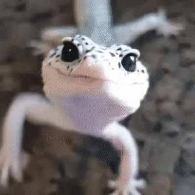 Look at this cute gecko