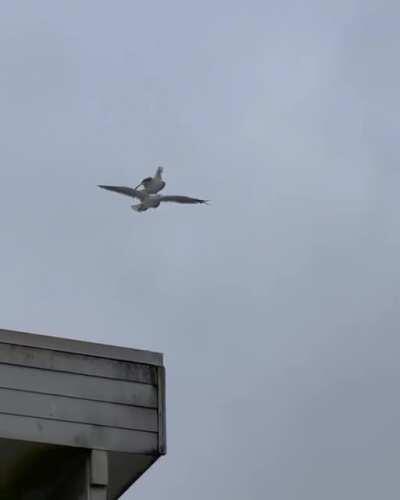 When you have a grupparbete and has to carry the one not doing any arbete