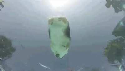 TIL corgi do a very very small doggie paddle