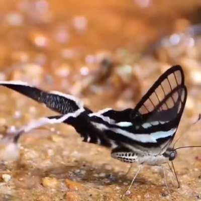 The dragon-tail butterfly...