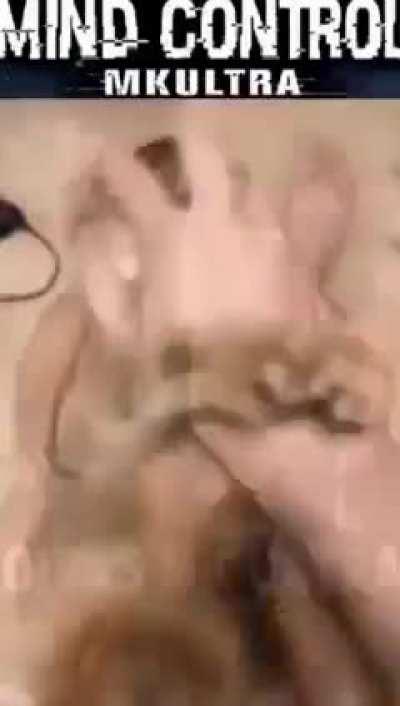 MKULTRA is real 