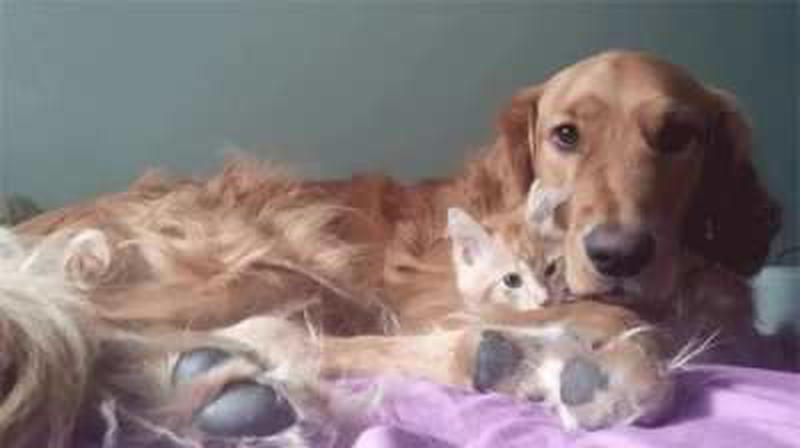 What's hiding underneath all that fluff?