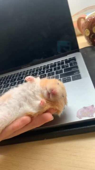 Miso: Stop working and let me sleep.[OC]