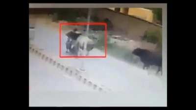 Bulls take down bike riders 