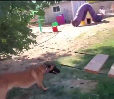 This doggy assault course