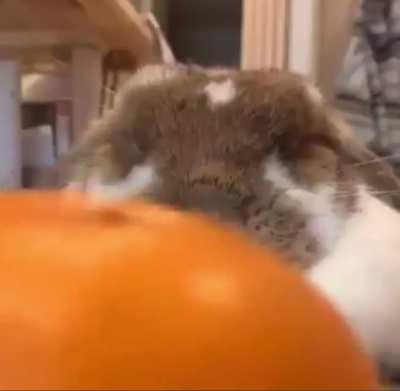 citrus head! citrus head!