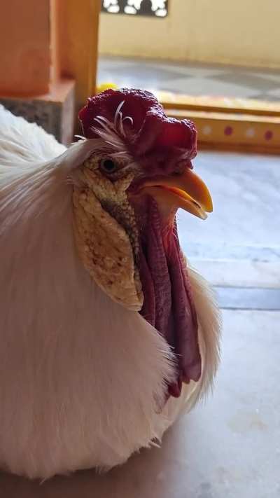My 2.5-year-old rooster turns purple and gasps when sitting — need help (no local avian vets)