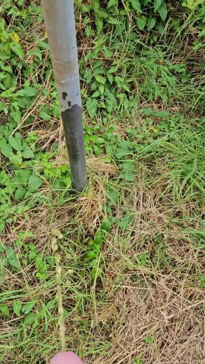 Went for a leak in the yard