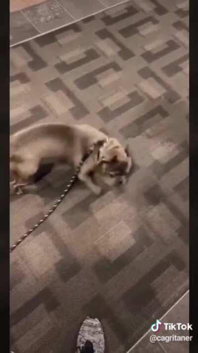 My dog people need me