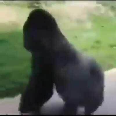 Berserk y monos (no se si es repost)