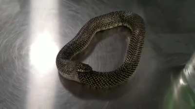 Using hand sanitizer to stop a snake from eating itself