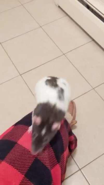 Carly after hearing the treat bag