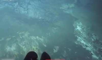 Comb Jelly. right before it got sucked up into that propeller and shredded to a hundred pieces.