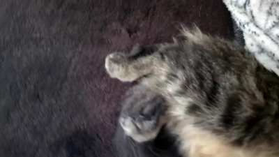 Sweetpea didn't know about catnip edibles. 😏