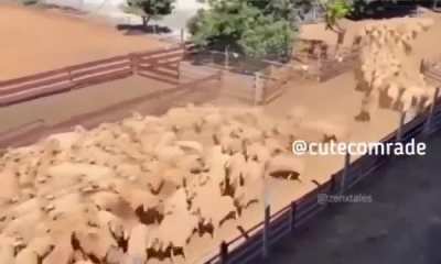 Sheepdog clears a traffic jam