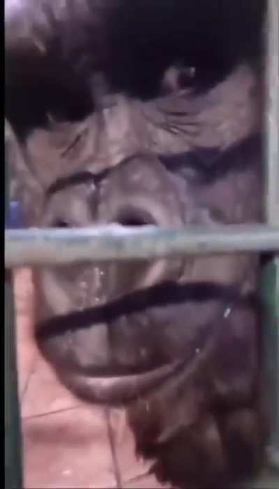 𝓯𝓻𝓮𝓪𝓴𝔂 Gorilla 